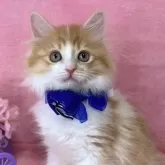 ラガマフィン【千葉県・男の子・2025年2月15日・レッドタビー&ホワイト】の写真1「可愛い子です。」