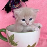 ミヌエット(長足)