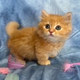 ミヌエット(短足)