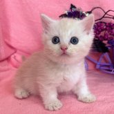 ミヌエット(短足)