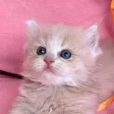 ミヌエット(短足)