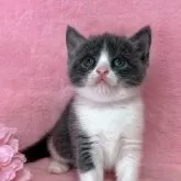 ブリティッシュショートヘア