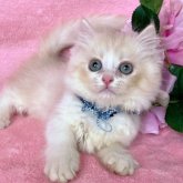 ミヌエット(短足)