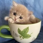 ミヌエット(長足)