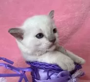 トンキニーズ【千葉県・男の子・2025年1月15日・プラチナミンク】の写真2