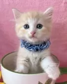 マンチカン(長足)【千葉県・男の子・2025年7月7日・レッドタビー&ホワイト】の写真2