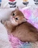 ブリティッシュショートヘア【千葉県・男の子・2026年1月15日・ブラックゴールデン】の写真3