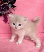 ミヌエット(長足)【千葉県・男の子・2025年9月1日・クリームタビー】の写真3