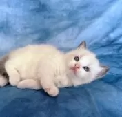 ラグドール【千葉県・男の子・2025年10月23日・ブルーポイントバイカラー】の写真3