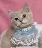 ミヌエット(長足)【千葉県・男の子・2025年1月15日・クリームタビー】の写真3