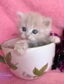 ラガマフィン【千葉県・男の子・2025年9月10日・クリーム】の写真4