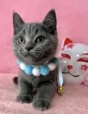 ブリティッシュショートヘア【千葉県・男の子・2024年11月20日・ブルー】の写真4