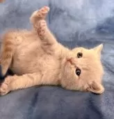 ブリティッシュショートヘア【千葉県・男の子・2025年12月2日・クリームタビー】の写真4