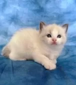 ラグドール【千葉県・男の子・2025年10月23日・ブルーポイントバイカラー】の写真4