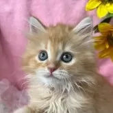 サイベリアン【千葉県・女の子・2025年4月9日・レッドタビー】の写真5