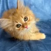 サイベリアン【千葉県・男の子・2025年8月29日・レッドタビー(グリーンリボン)】の写真5