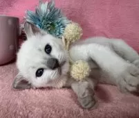 トンキニーズ【千葉県・男の子・2025年1月15日・プラチナミンク】の写真5