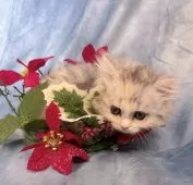 ラガマフィン【千葉県・女の子・2025年9月10日・シルバーパッチドタビー&ホワイト】の写真5