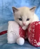 ラグドール【千葉県・男の子・2025年10月23日・ブルーポイントバイカラー】の写真5