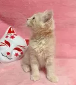 ミヌエット(長足)【千葉県・男の子・2025年1月15日・クリームタビー】の写真5