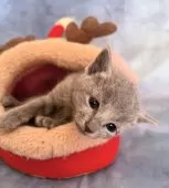 ロシアンブルー【千葉県・女の子・2025年11月3日・ブルー】の写真5