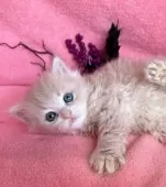 ラガマフィン【千葉県・男の子・2025年9月10日・クリーム】の写真5