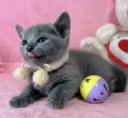 ロシアンブルー【千葉県・女の子・2025年1月30日・ブルー】の写真7