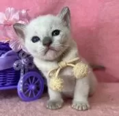 トンキニーズ【千葉県・男の子・2025年1月15日・プラチナミンク】の写真7