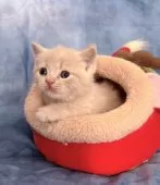 ブリティッシュショートヘア【千葉県・男の子・2025年12月2日・クリームタビー】の写真7