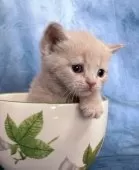 ブリティッシュショートヘア【千葉県・男の子・2025年12月2日・クリームタビー】の写真8