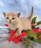 ロシアンブルー【千葉県・女の子・2025年11月3日・ブルー】の写真9