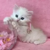 ラガマフィン【千葉県・女の子・2025年2月15日・クリーム&ホワイト】の写真9