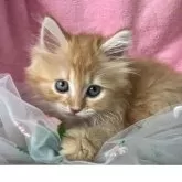 サイベリアン【千葉県・女の子・2025年4月9日・レッドタビー】の写真9