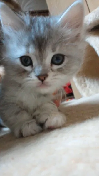 みみ子 様のお迎えした子猫