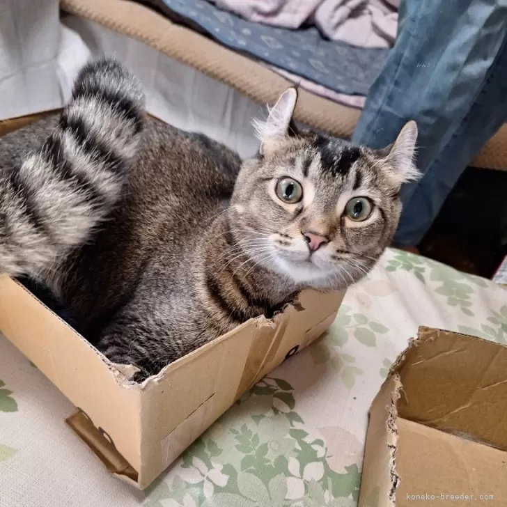 ID:2309-00729の子猫