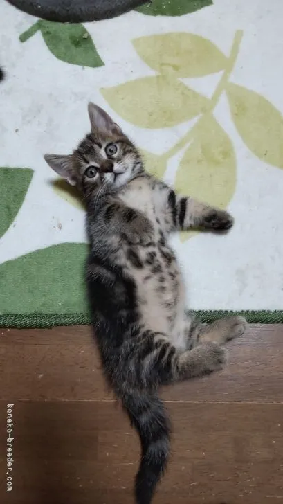 ID:2109-02311の子猫