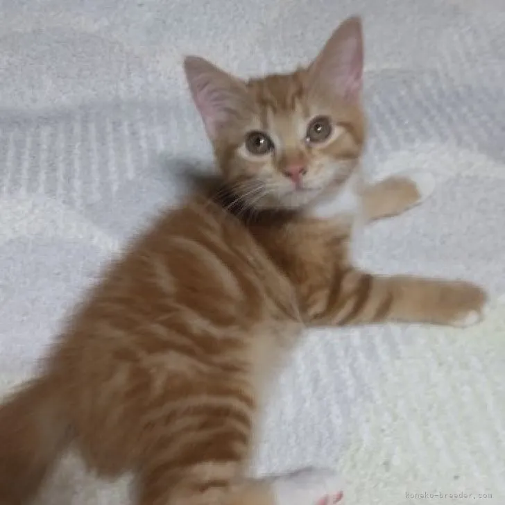 ID：2308-01044の子猫