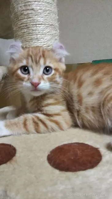 ID:1907-01293の子猫