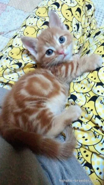 ID：1509-00461の子猫