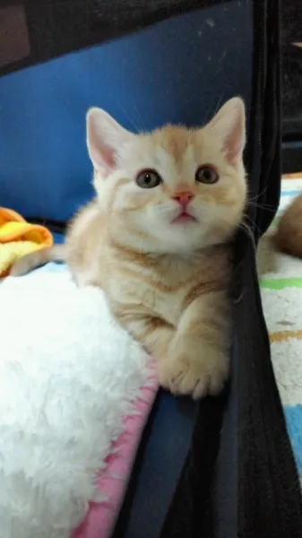 ID：1402-00102の子猫