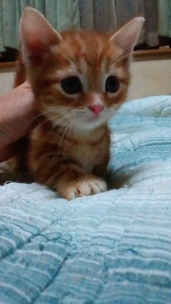 ID:1210-00163の子猫