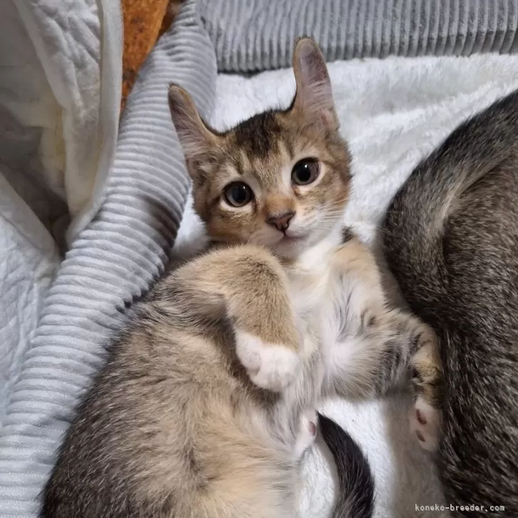 ID：2406-03211の子猫