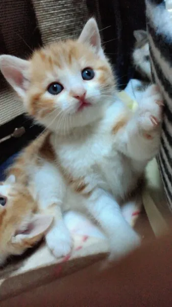 円谷 様のお迎えした子猫