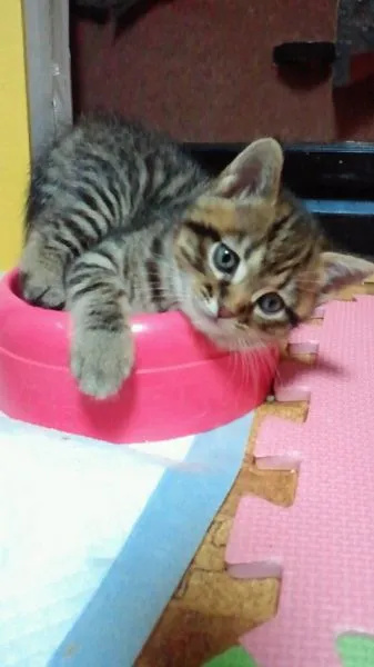 ID：1412-00118の子猫