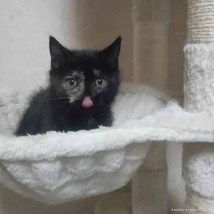 ID：2312-01844の子猫