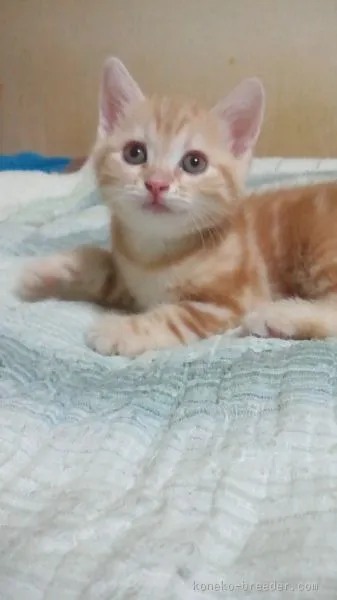 ID:1509-00499の子猫