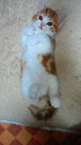 佐藤 様のお迎えした子猫