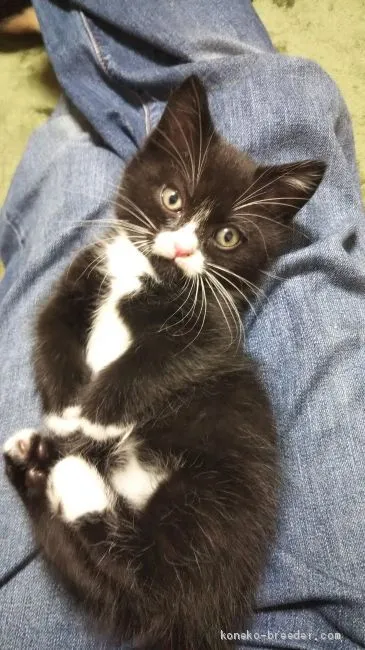 ID：2012-01146の子猫