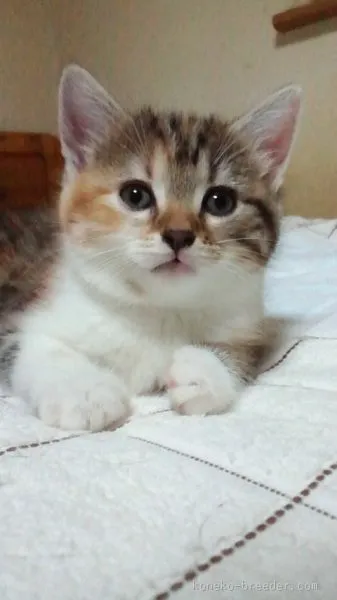 ID：1509-00547の子猫