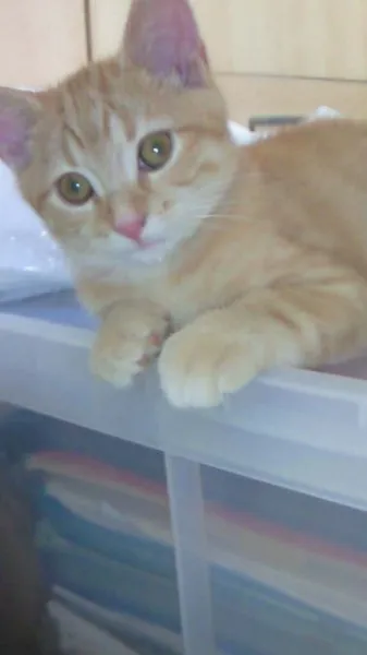 根本 様のお迎えした子猫